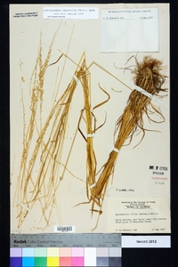 Sphenopholis intermedia image