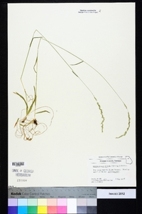 Sphenopholis nitida image