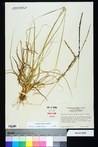 Sporobolus indicus image