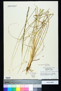 Sporobolus indicus image