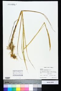 Spartina alterniflora image