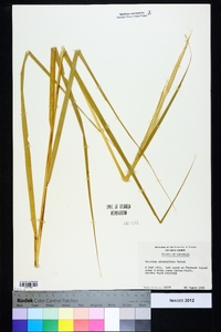 Spartina alterniflora image