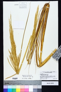 Spartina alterniflora image