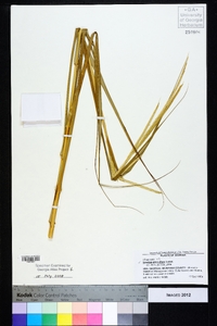 Spartina alterniflora image