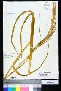 Spartina alterniflora image