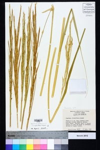 Spartina alterniflora image