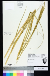 Spartina alterniflora image