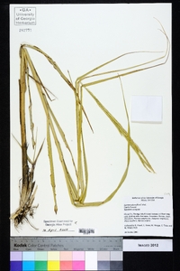 Spartina alterniflora image