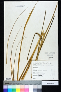 Spartina alterniflora image