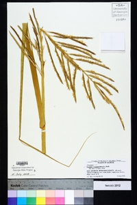 Spartina cynosuroides image