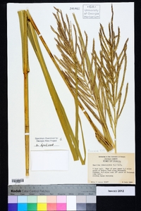 Spartina cynosuroides image