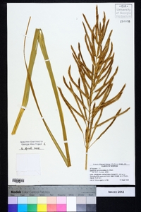 Spartina cynosuroides image