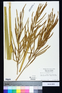 Spartina cynosuroides image