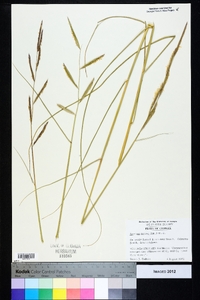 Spartina patens image