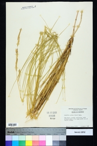 Spartina patens image