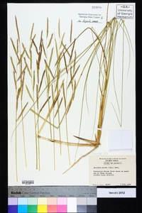 Spartina patens image