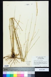 Spartina patens image