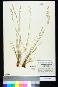 Sphenopholis filiformis image