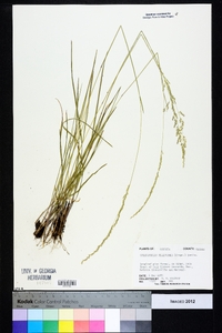 Sphenopholis filiformis image