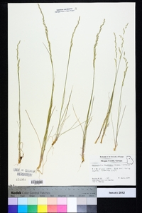 Sphenopholis filiformis image