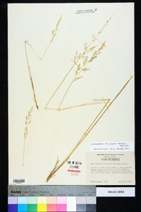 Sphenopholis filiformis image