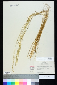 Sphenopholis filiformis image