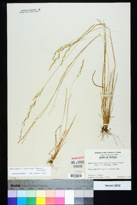 Sphenopholis filiformis image