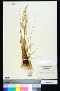 Sphenopholis filiformis image