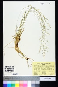 Sphenopholis nitida image