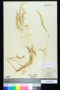 Sphenopholis pensylvanica image