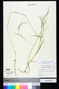 Sphenopholis pensylvanica image