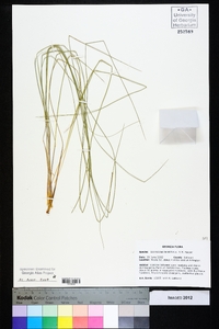 Sporobolus teretifolius image