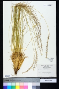 Sporobolus teretifolius image