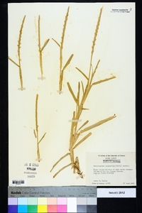 Stenotaphrum secundatum image