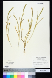 Stenotaphrum secundatum image