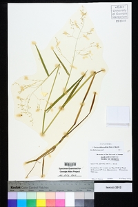 Torreyochloa pallida image