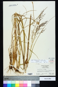 Tridens flavus var. chapmanii image