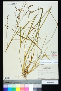 Tridens flavus var. flavus image