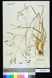 Tridens flavus var. flavus image