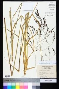 Tridens flavus var. flavus image