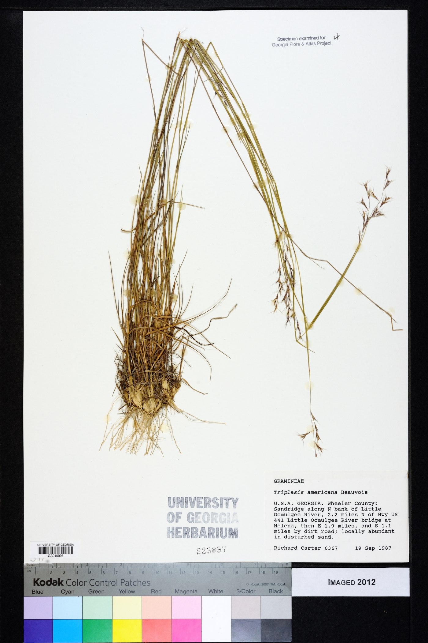 Triplasis americana image