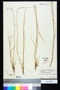 Triplasis americana image