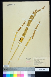 Tripsacum dactyloides image