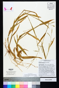 Urochloa plantaginea image