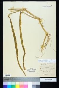 Urochloa plantaginea image