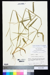 Urochloa platyphylla image