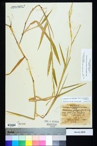 Urochloa platyphylla image