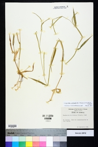 Urochloa platyphylla image