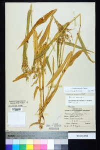 Urochloa ramosa image