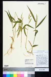 Urochloa ramosa image